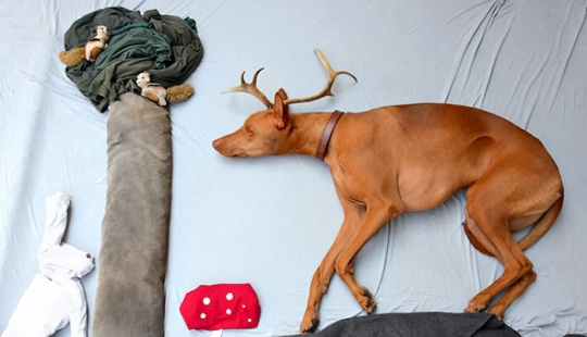 Rufus el perro que camina dormido Rufus el perro que camina dormido