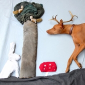 Rufus the dog who walks in his sleep