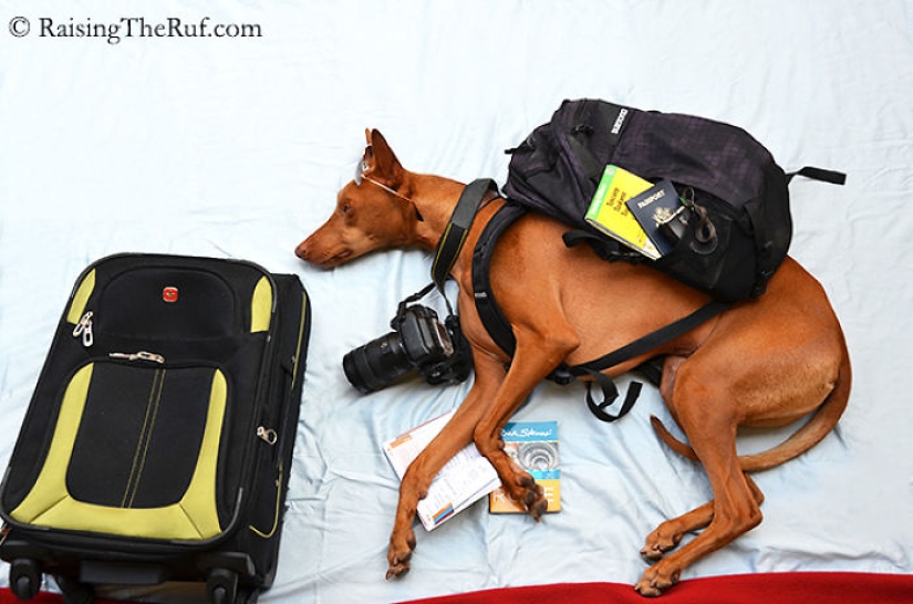 Rufus the dog who walks in his sleep