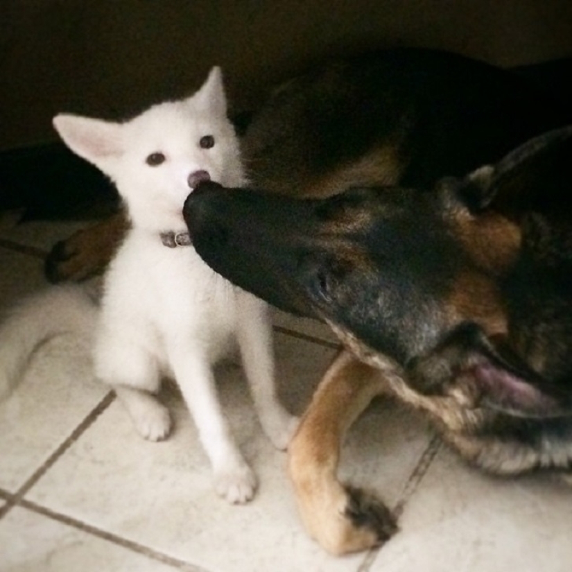 Rylai, el zorro más famoso del mundo