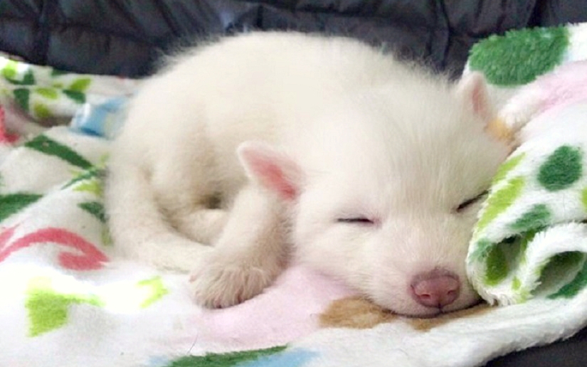 Rylai, the most famous fox in the world