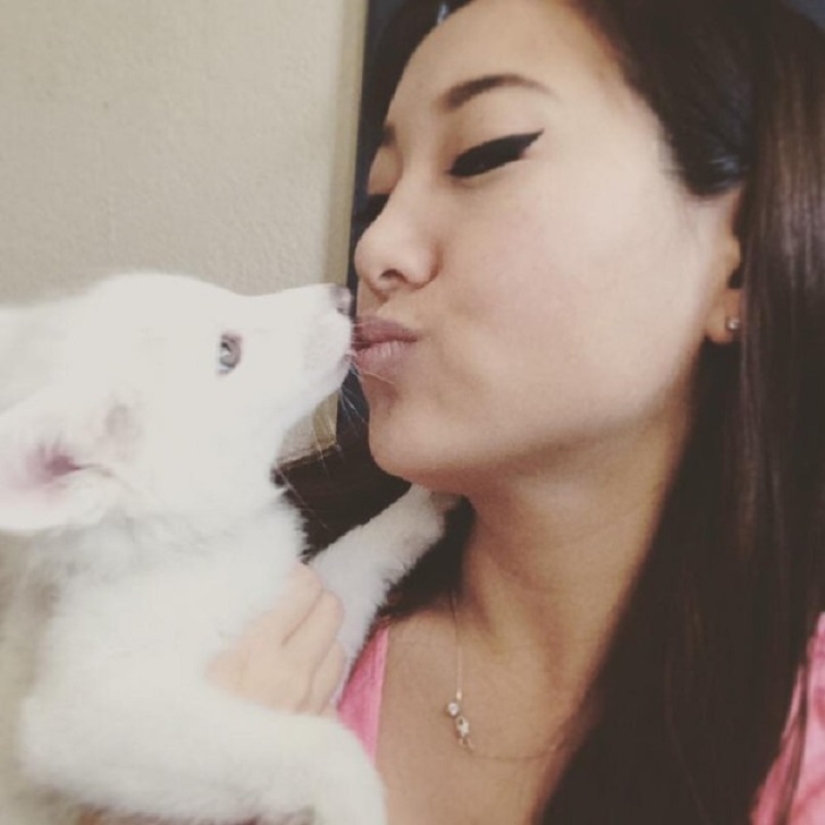 Rylai, the most famous fox in the world