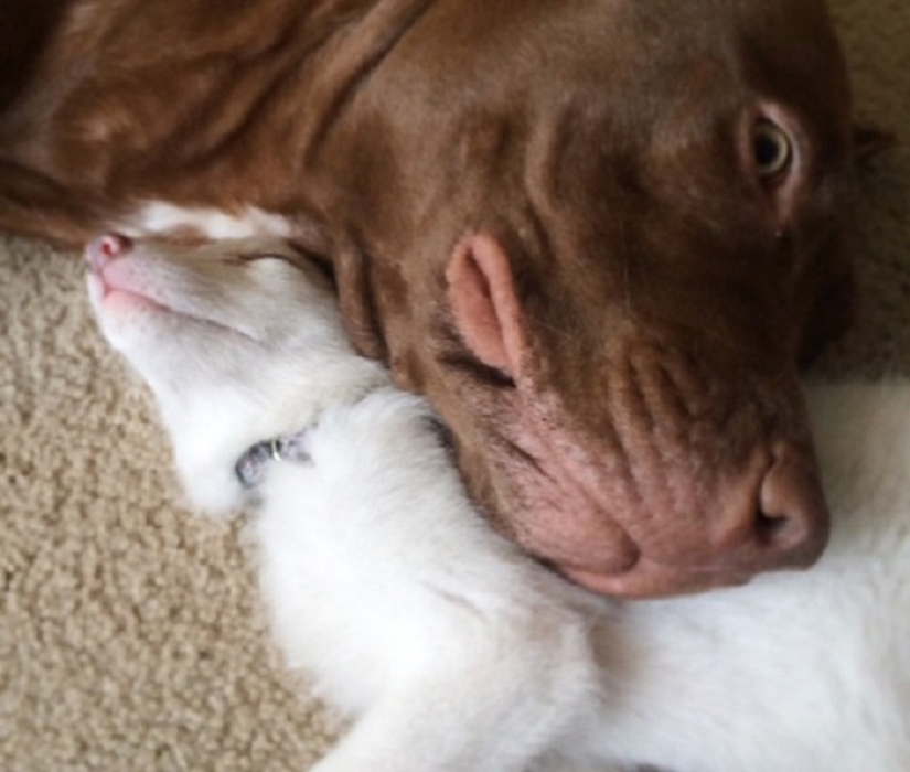 Rylai, the most famous fox in the world