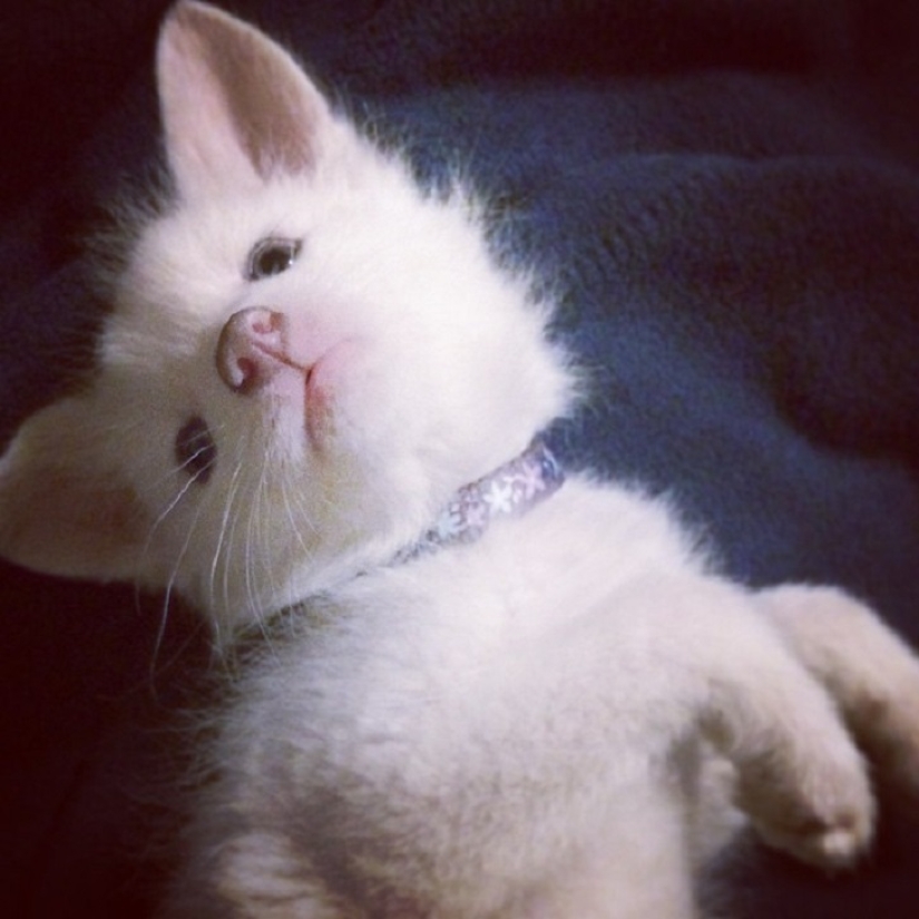 Rylai, the most famous fox in the world