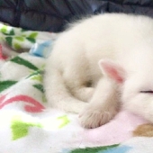 Rylai, the most famous fox in the world