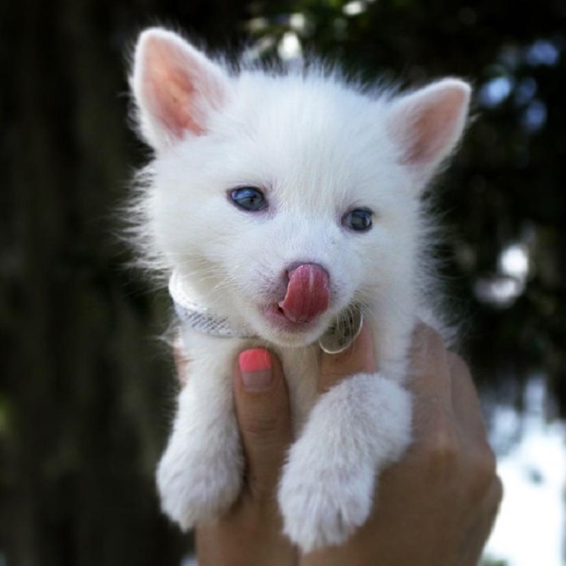 Rylai, the most famous fox in the world