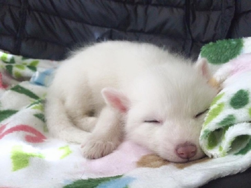 Rylai, the most famous fox in the world