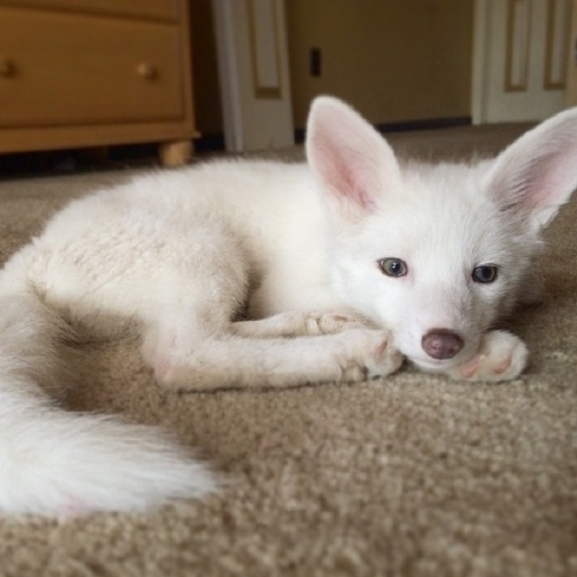 Rylai, the most famous fox in the world