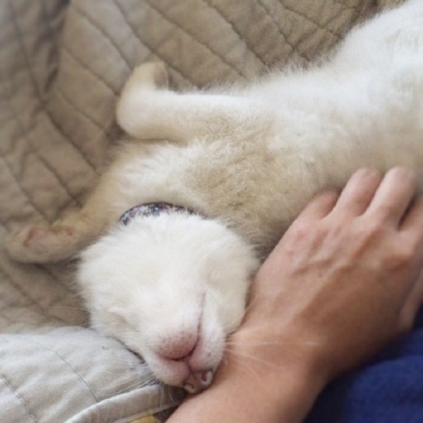 Rylai, the most famous fox in the world