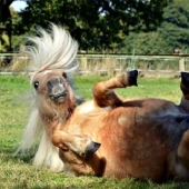 Rzhetnemozhet: animales-participantes de los Premios de Fotografía de Mascotas de Comedia