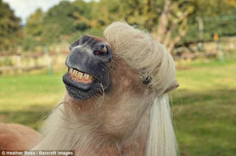 Rzhetnemozhet: animals — participants of the Comedy Pet Photography Awards