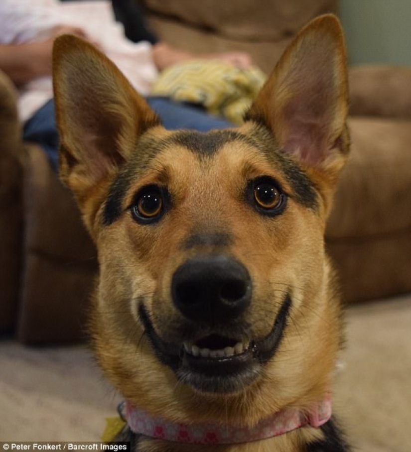 Rzhetnemozhet: animals — participants of the Comedy Pet Photography Awards