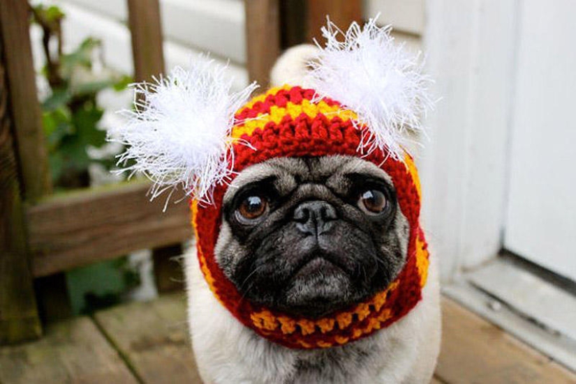 Sad pug in hats