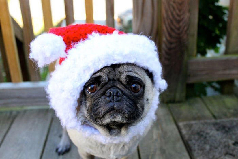 Sad pug in hats