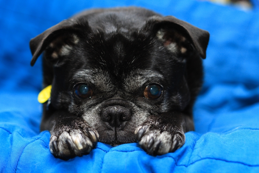 sad puppies sad puppies