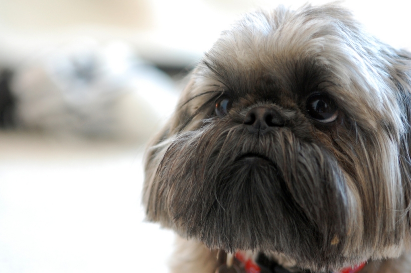 sad puppies sad puppies