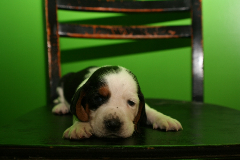 sad puppies sad puppies