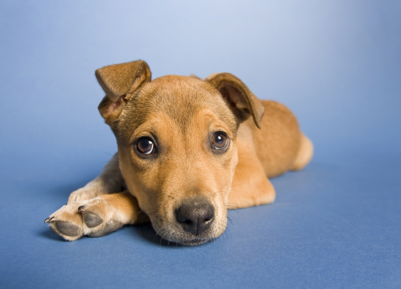 sad puppies sad puppies