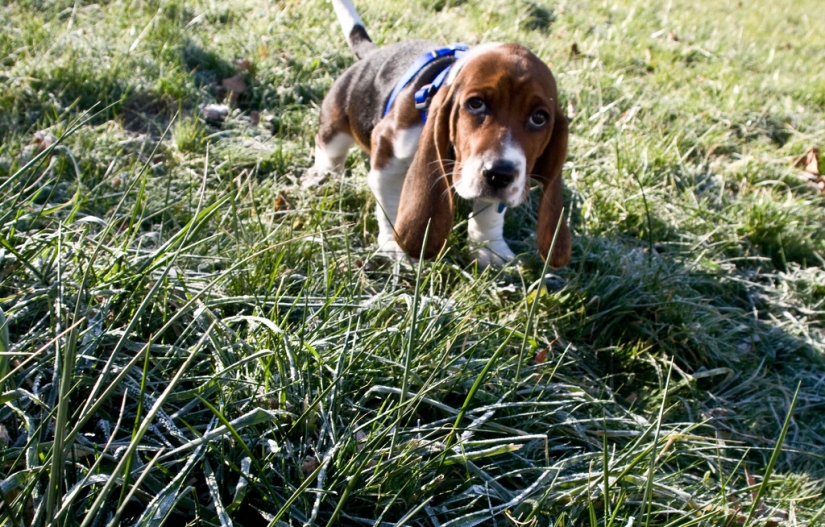 sad puppies sad puppies