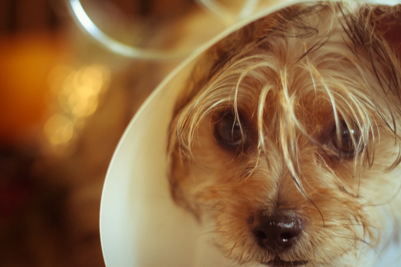 sad puppies sad puppies