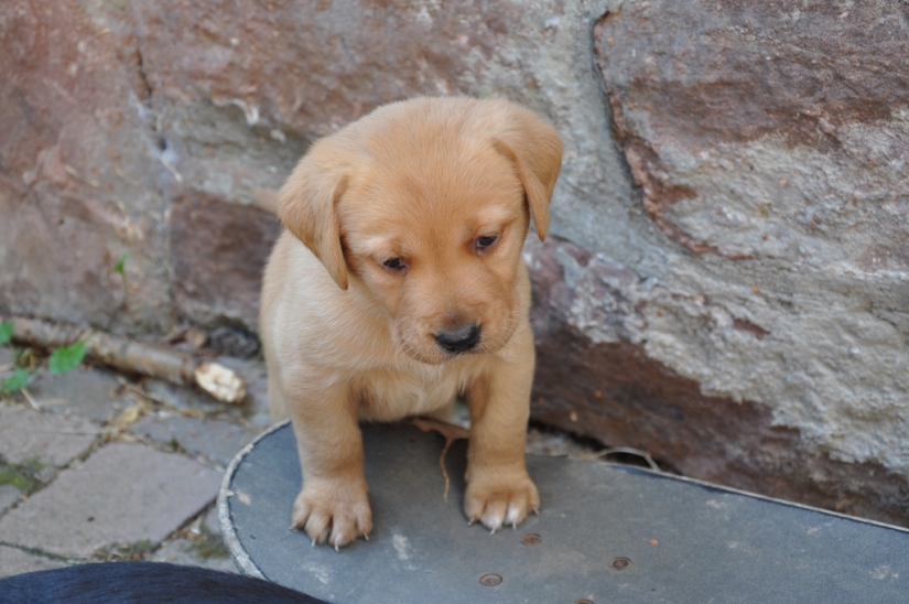 sad puppies sad puppies