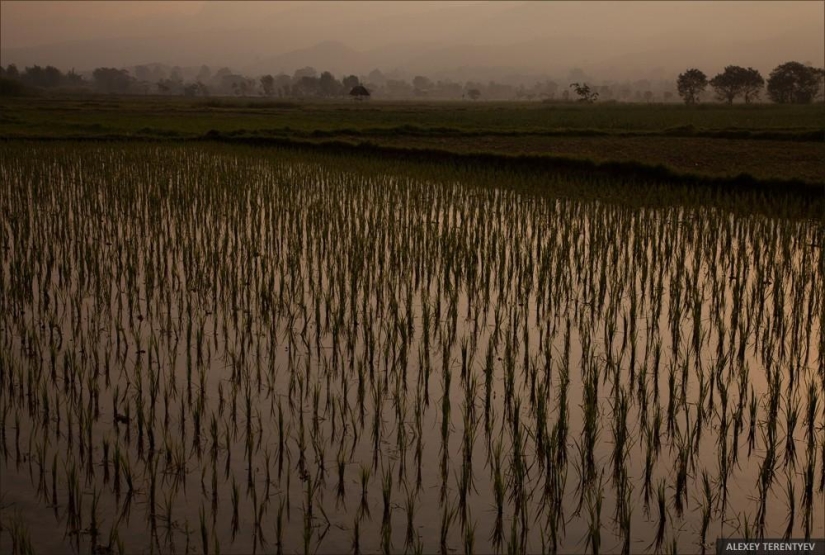 Salida del sol sobre campos de arroz y alimentación de monjes
