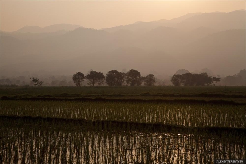 Salida del sol sobre campos de arroz y alimentación de monjes