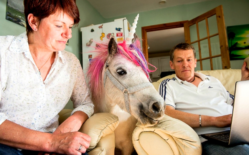 Scottish couple keep a 'unicorn' as a pet