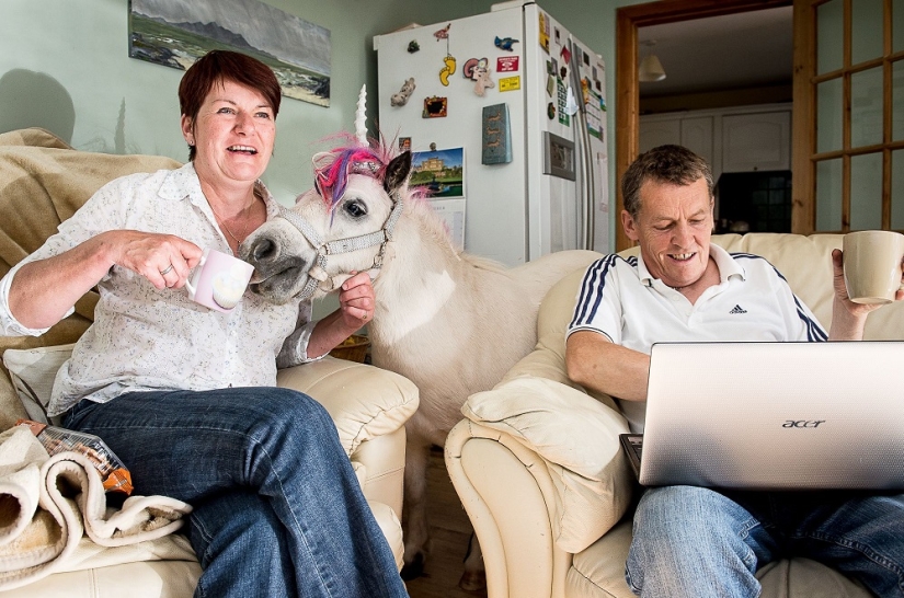 Scottish couple keep a 'unicorn' as a pet