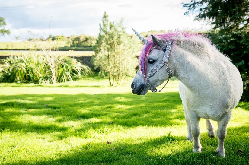 Scottish couple keep a 'unicorn' as a pet