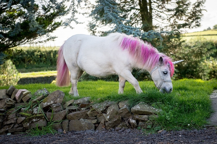Scottish couple keep a 'unicorn' as a pet