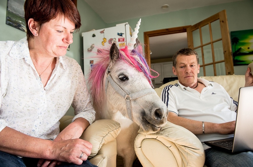 Scottish couple keep a 'unicorn' as a pet