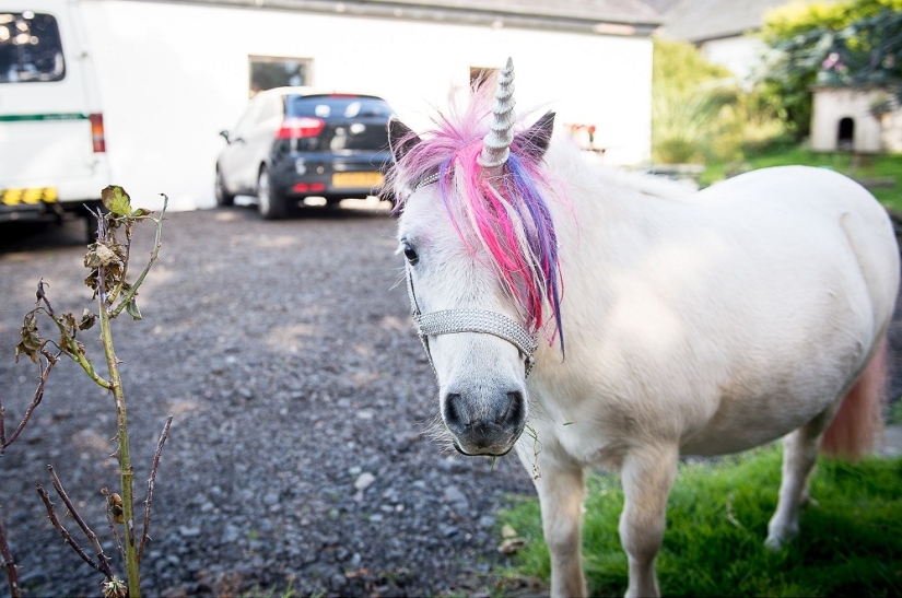 Scottish couple keep a 'unicorn' as a pet