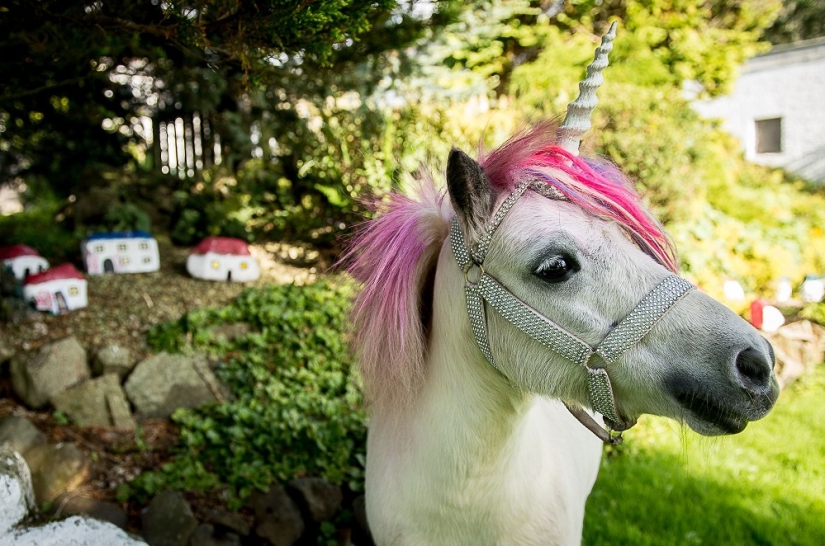 Scottish couple keep a 'unicorn' as a pet