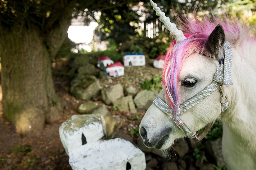 Scottish couple keep a 'unicorn' as a pet