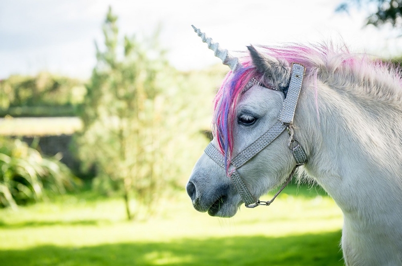 Scottish couple keep a 'unicorn' as a pet