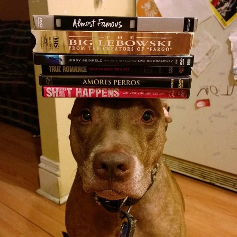 Scout - a dog with nonsense on his head