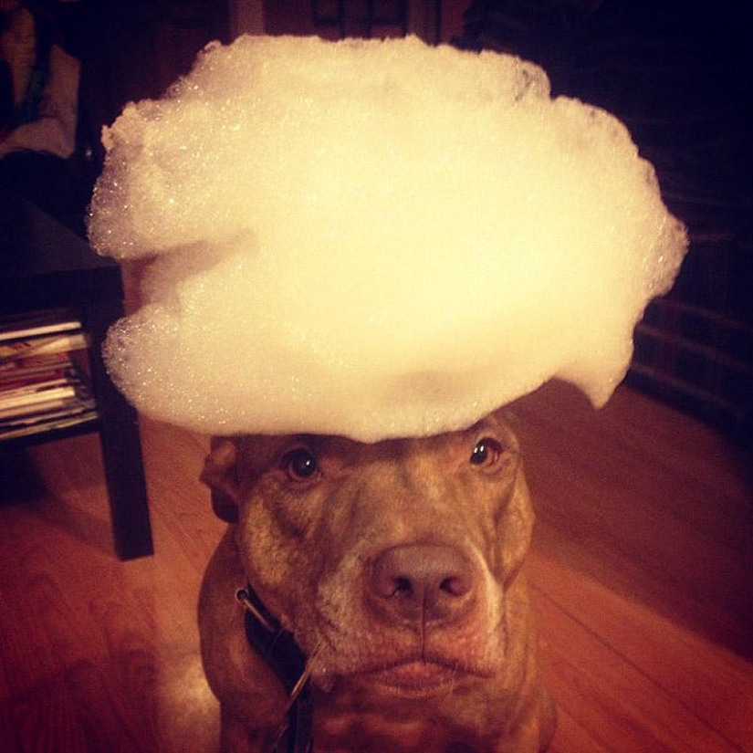 Scout - a dog with nonsense on his head