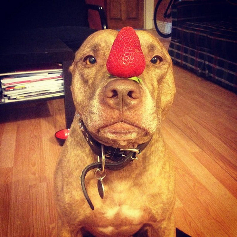 Scout - a dog with nonsense on his head