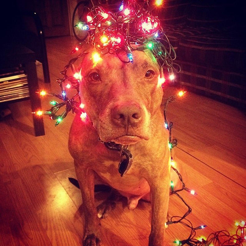 Scout - a dog with nonsense on his head