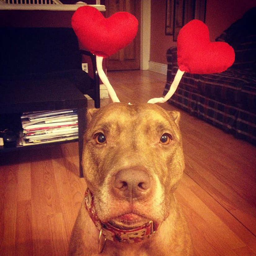 Scout - a dog with nonsense on his head