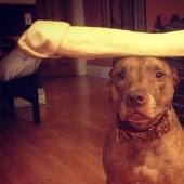 Scout - un perro con tonterías en la cabeza