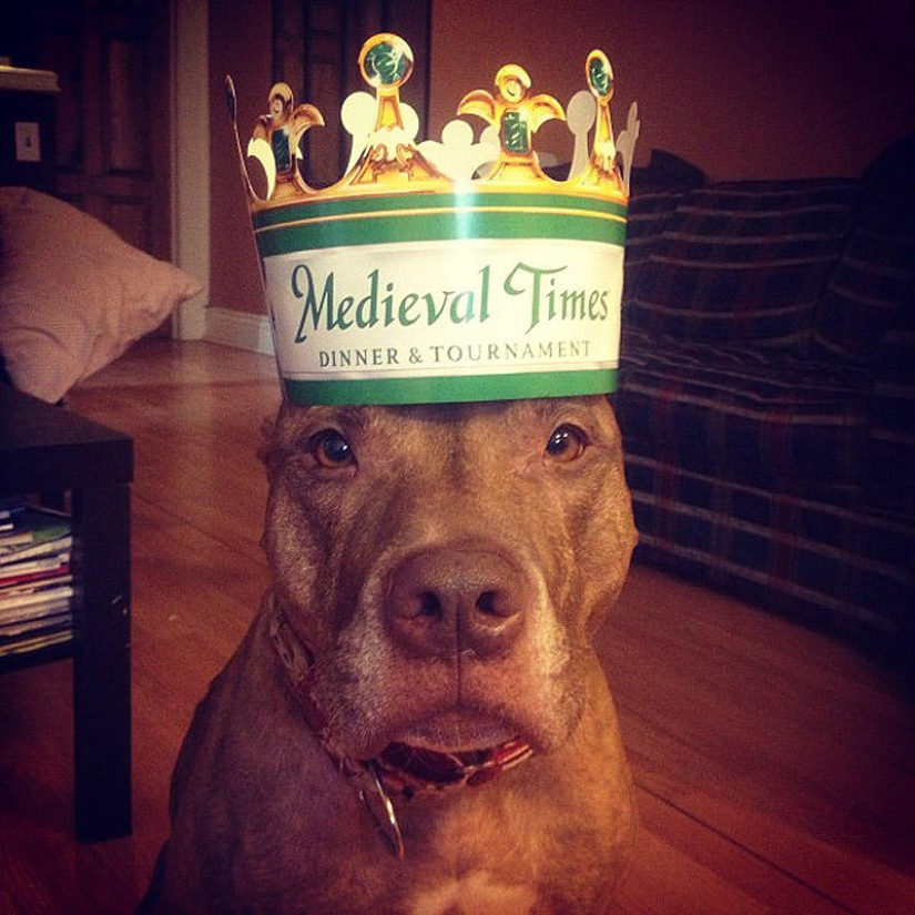 Scout - un perro con tonterías en la cabeza