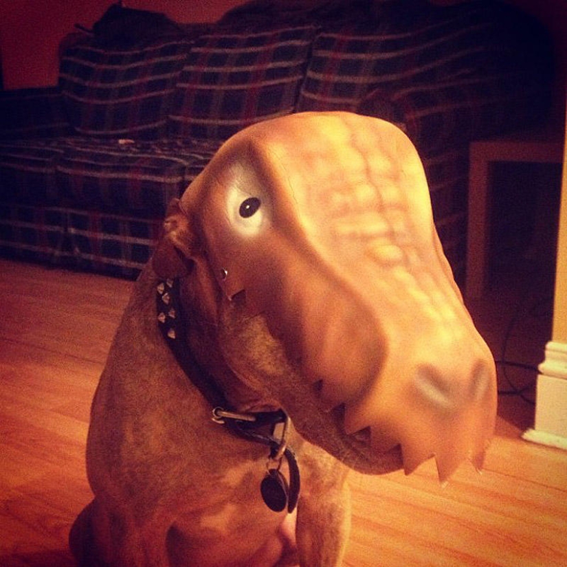 Scout - un perro con tonterías en la cabeza