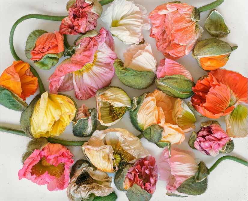 Se acaban de anunciar las fotografías ganadoras del concurso “Naturaleza” de la revista AAP, y aquí están las 14 mejores fotografías Se acaban de anunciar las fotografías ganadoras del concurso “Naturaleza” de la revista AAP, y aquí están las 14 mejores fotografías