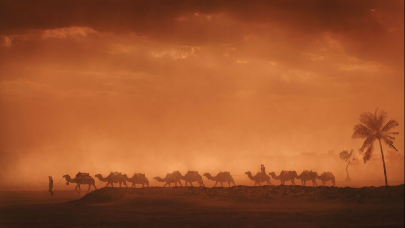 Se acaban de anunciar las fotografías ganadoras del concurso “Naturaleza” de la revista AAP, y aquí están las 14 mejores fotografías Se acaban de anunciar las fotografías ganadoras del concurso “Naturaleza” de la revista AAP, y aquí están las 14 mejores fotografías