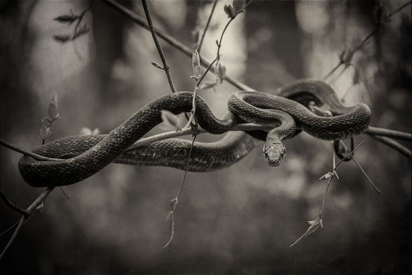 Se acaban de anunciar las fotografías ganadoras del concurso “Naturaleza” de la revista AAP, y aquí están las 14 mejores fotografías Se acaban de anunciar las fotografías ganadoras del concurso “Naturaleza” de la revista AAP, y aquí están las 14 mejores fotografías