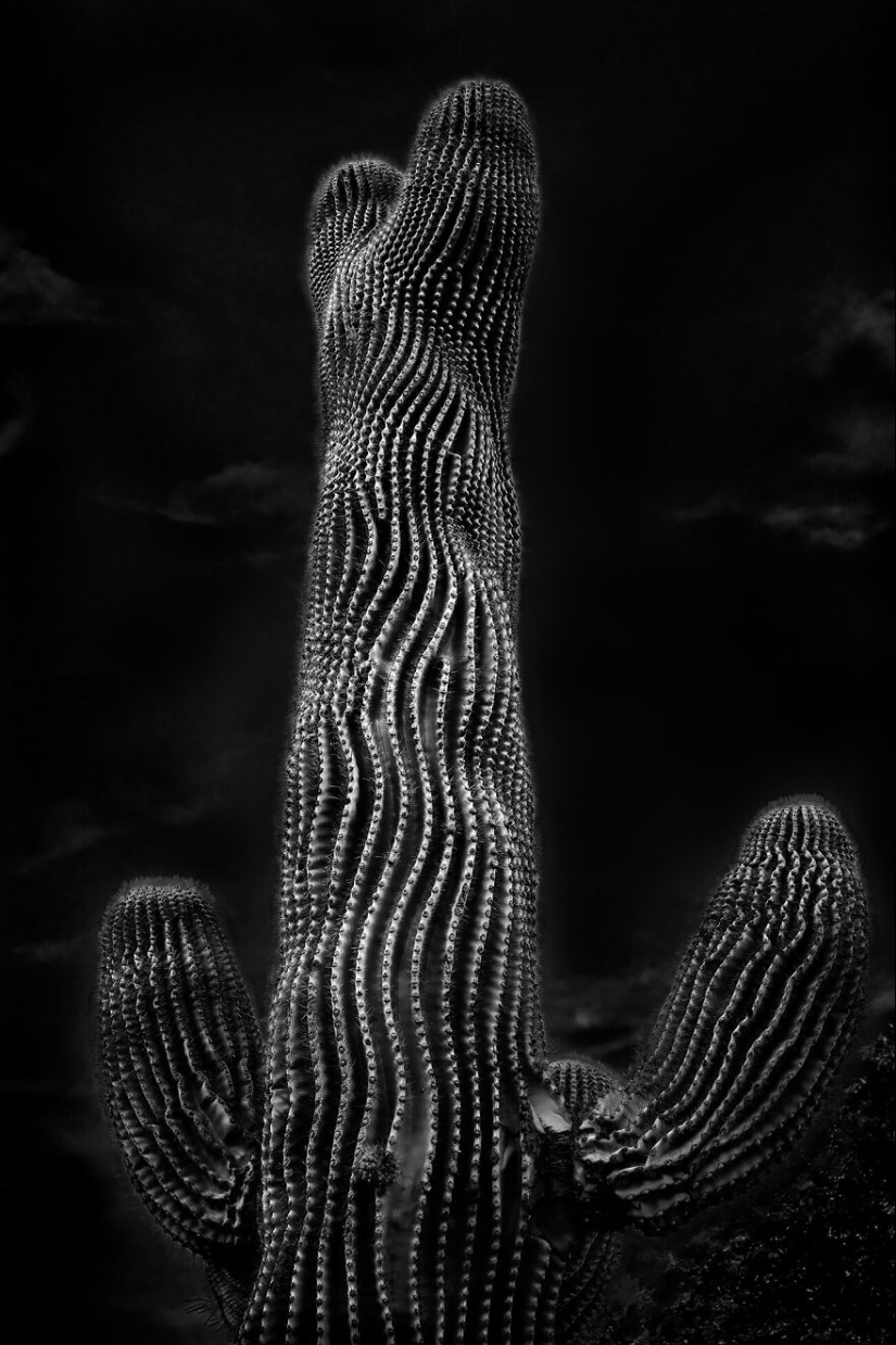 Se acaban de anunciar las fotografías ganadoras del concurso “Naturaleza” de la revista AAP, y aquí están las 14 mejores fotografías Se acaban de anunciar las fotografías ganadoras del concurso “Naturaleza” de la revista AAP, y aquí están las 14 mejores fotografías