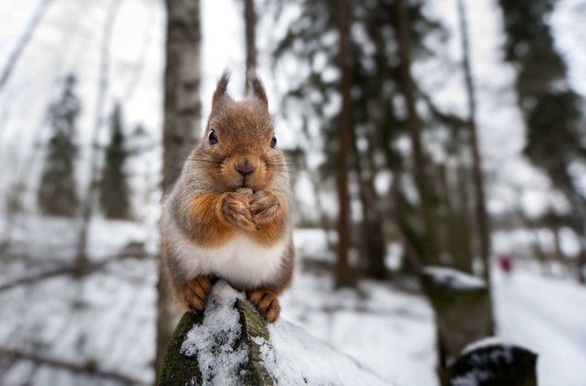Se permite alimentar a los animales Se permite alimentar a los animales