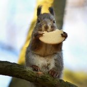 Se permite alimentar a los animales